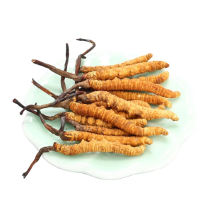 Bảo Quan Đông Trùng Hạ Thảo Như Thế Nào Để Được Lâu Dài Và Hiểu Quả